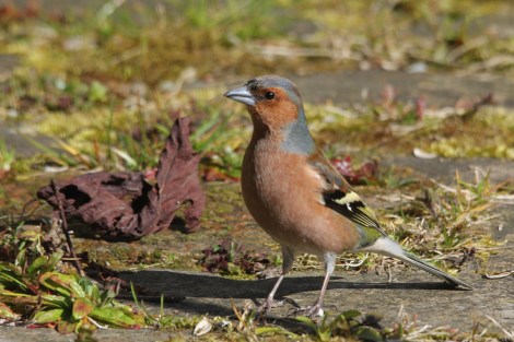 male Common Chaffinch