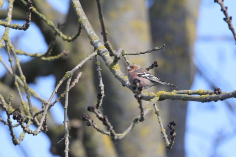 male Common Chaffinch