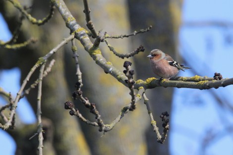 male Common Chaffinch