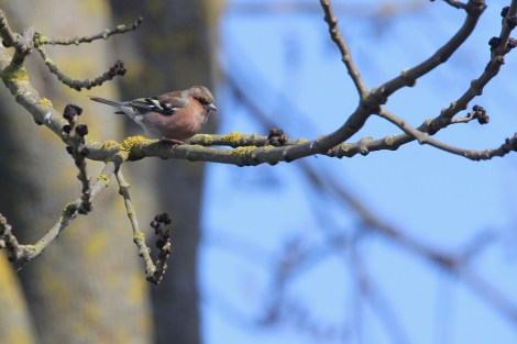 male Common Chaffinch