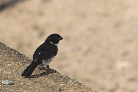 male Variable Seedeater