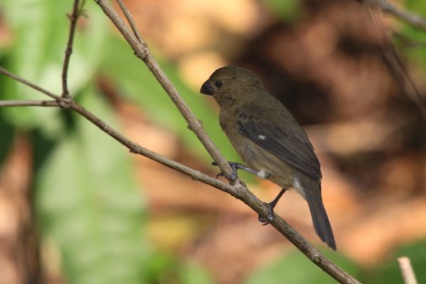 female Variable Seedeater