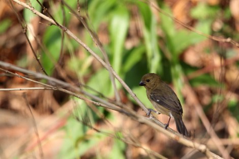 female Variable Seedeater