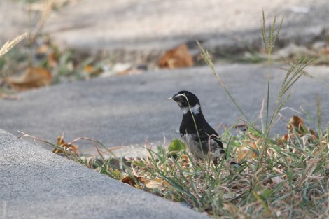 feeding on grass seeds