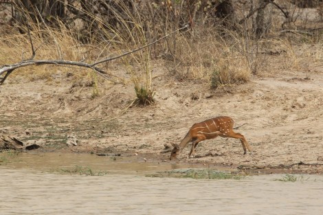 female Bushbuck