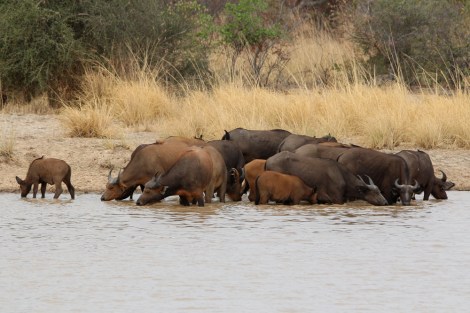 a group of drinking buffaloes