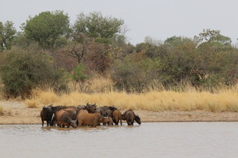 buffaloes in Pendjari National Park, Benin