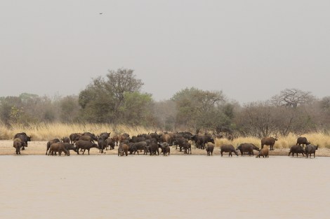 a herd of buffaloes