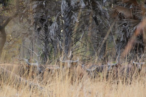 a herd hidden in the grass