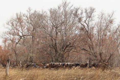 Western Buffaloes in the Pendjari National Park