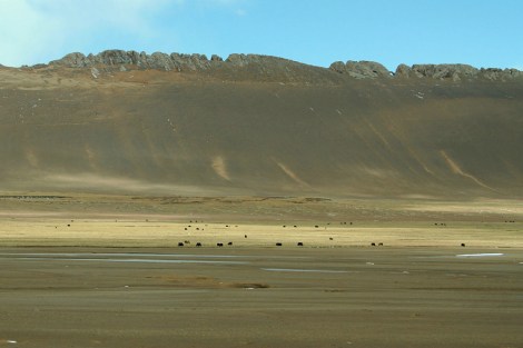 yaks on the Tibetan Plateau