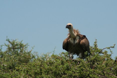 White-backed Vulture