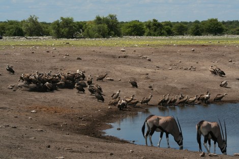 a bunch of White-backed Vultures and two Gemsbok