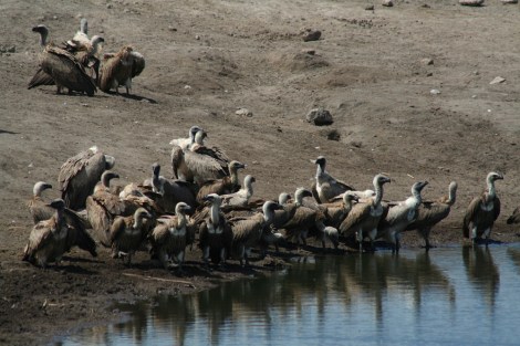 vultures at a water hole