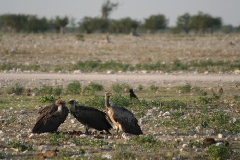 White-backed Vultures