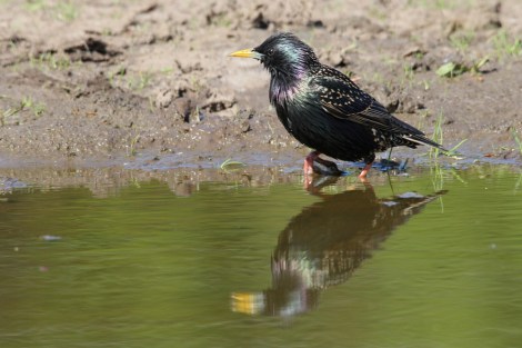 Common Starling