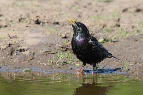 drinking starling