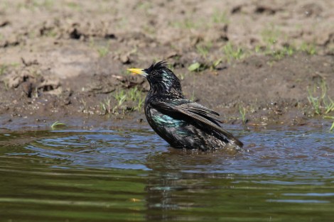 Common Starling