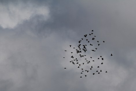 a tiny flock of starlings