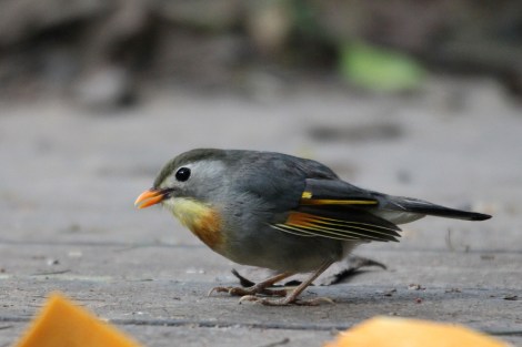 Red-billed Leiothrix in Chengdu, China