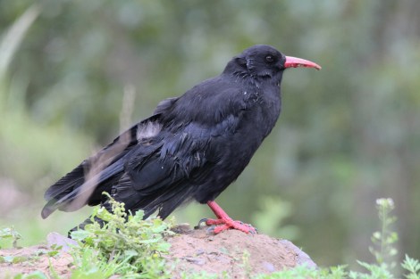 Red-billed Chough