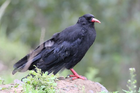 Red-billed Chough