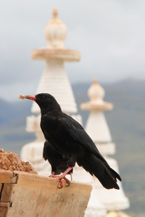 Red-billed Chough at a monastery