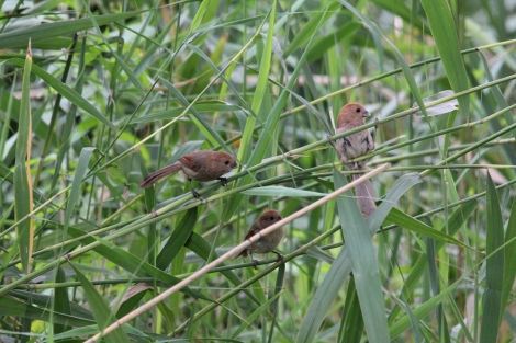 a flock in the reeds