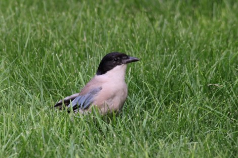 Azure-winged Magpie