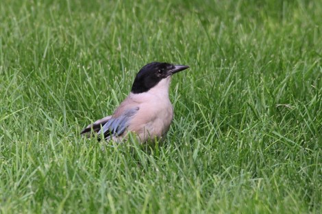 Azure-winged Magpie