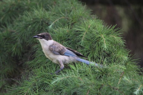 Azure-winged Magpie