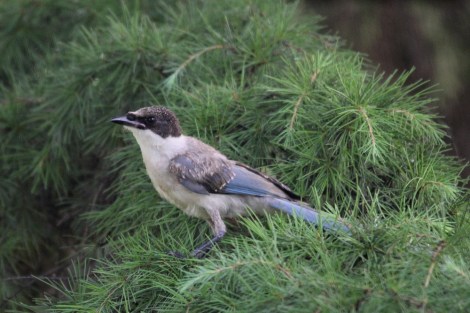 Azure-winged Magpie