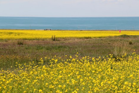 view towards Qinghai Lake