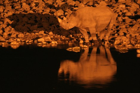 Black Rhinoceros in Etosha National Park, Namibia