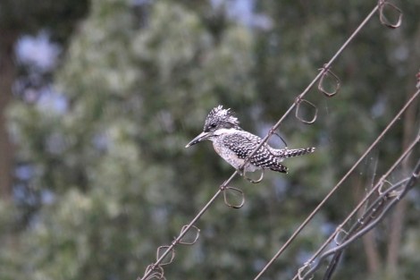 Crested Kingfisher near Beijing