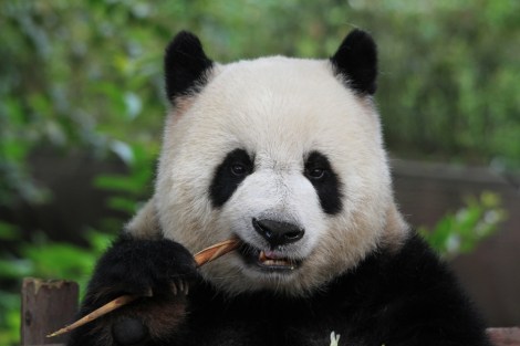 Giant Panda having breakfast