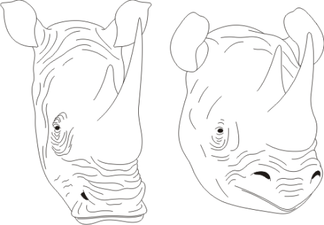 rhino-drawing