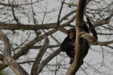 at the Chimpanzee Conservation Centre in the Haut Niger National Park