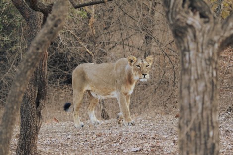 a majestic lioness in the Gir National Park