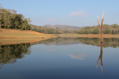 wonderful scenery in Periyar National Park