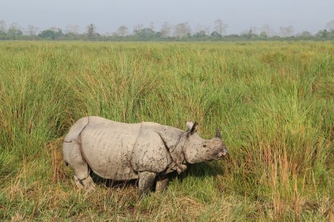 Indian Rhinoceros in Kaziranga National Park