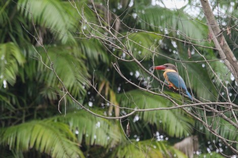 Stork-billed Kingfisher in the Rajaji National Park