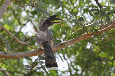 male Indian Grey Hornbill