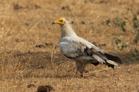 Egyptian Vulture