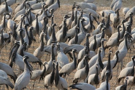 Demoiselle Cranes in Khichan