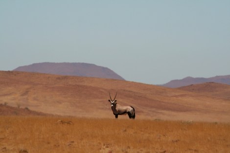 Gemsbok in the wide savannah