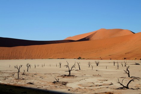 dead acacia trees in Deadvlei