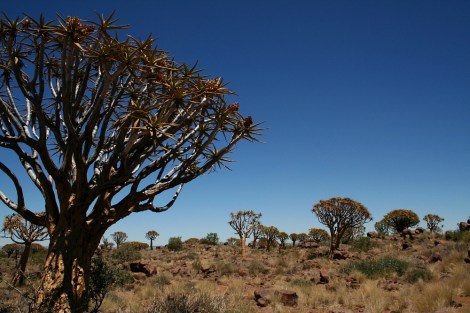 Quiver Tree Forest