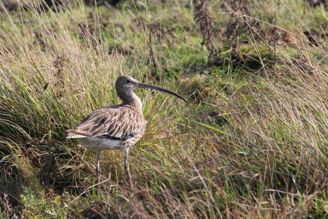 Eurasian Curlew