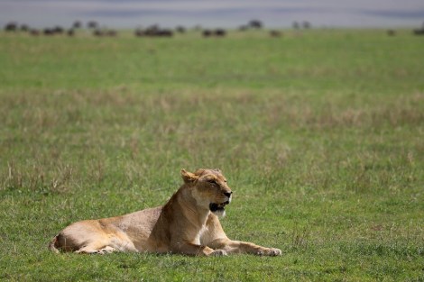 Lioness on the plains of the Ngorongoro Crater